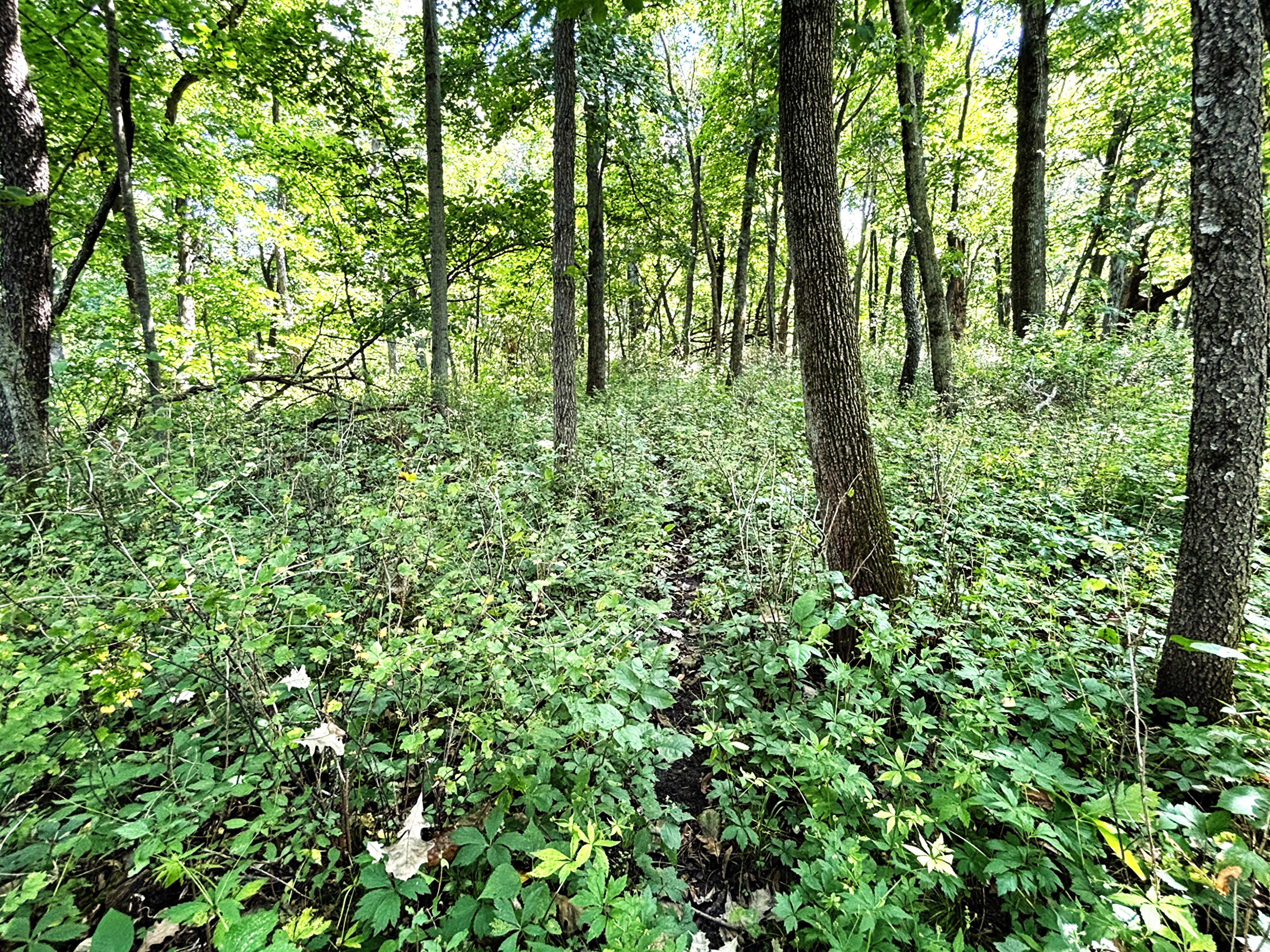 Listing Photo: tillable land for sale